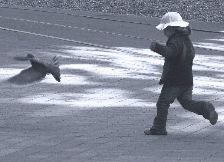 Arti Mimpi Menangkap Burung Mulai Menangkap Burung Perkutut, Kenari Hingga Menangkap Burung Dara