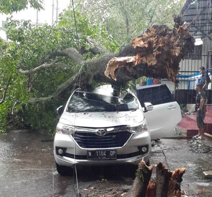 Kota Malang Hujan Deras Disertai Angin, Banyak Pohon Roboh