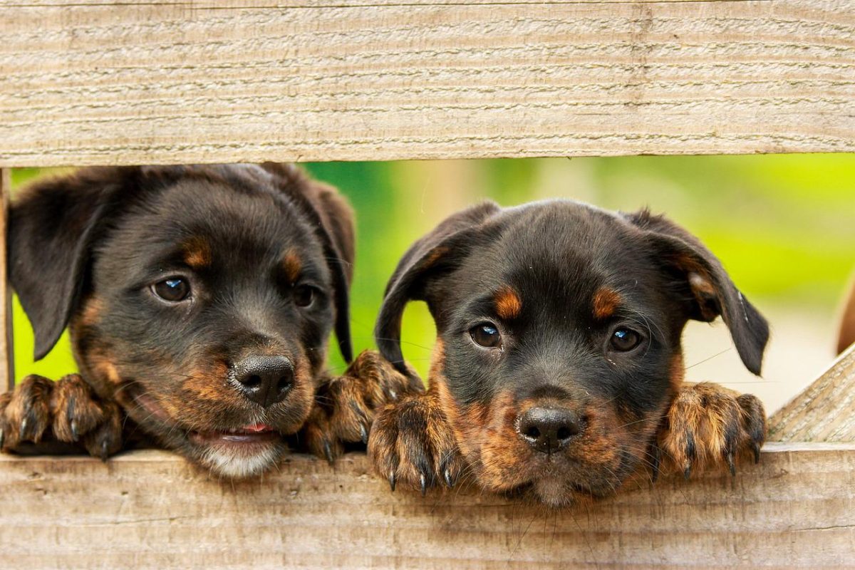 Arti Mimpi Melihat Anjing Hitam Yang Tak Bikin Cemas