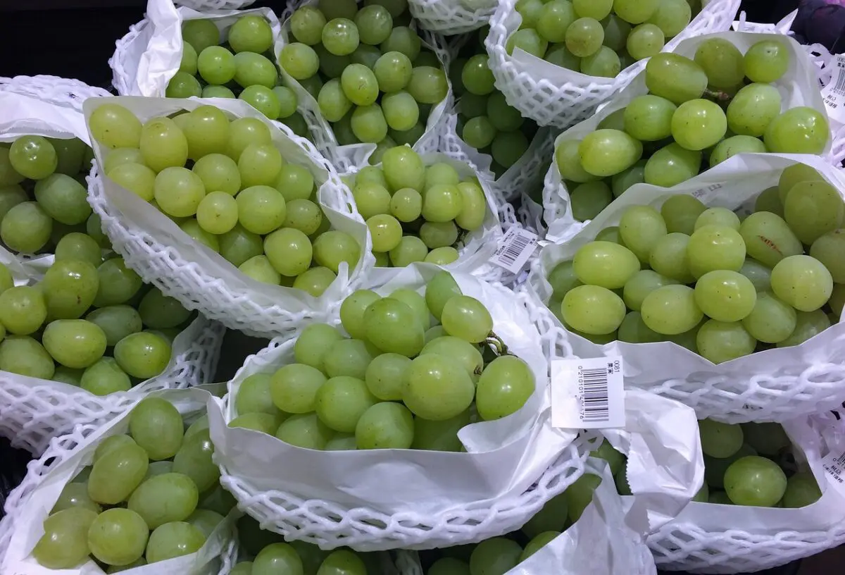 4 Keunikan Anggur Muscat