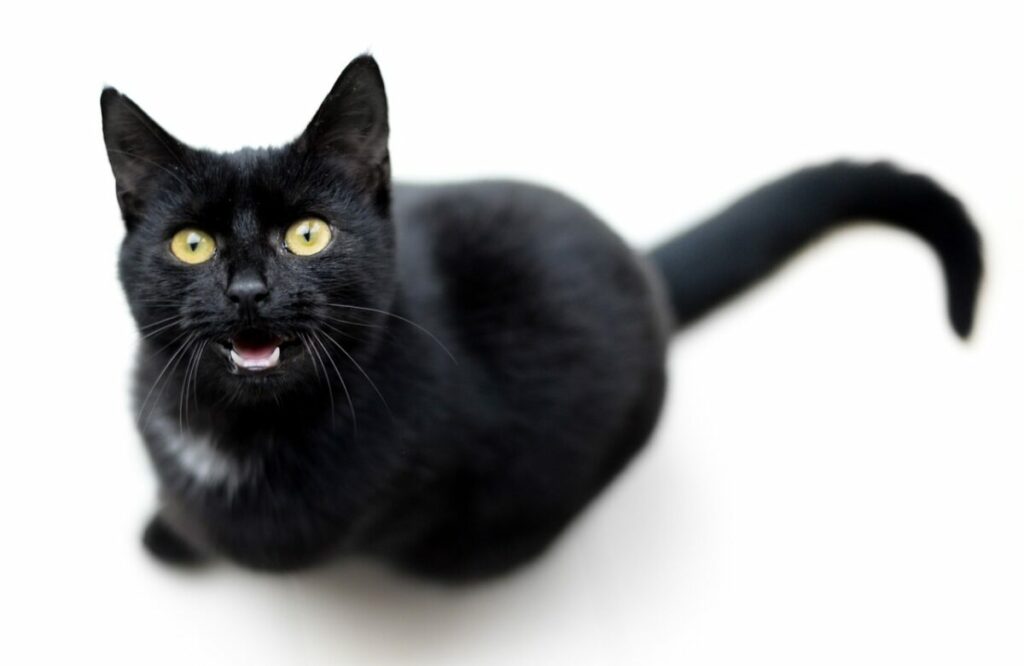Arti Mimpi Melihat Kucing