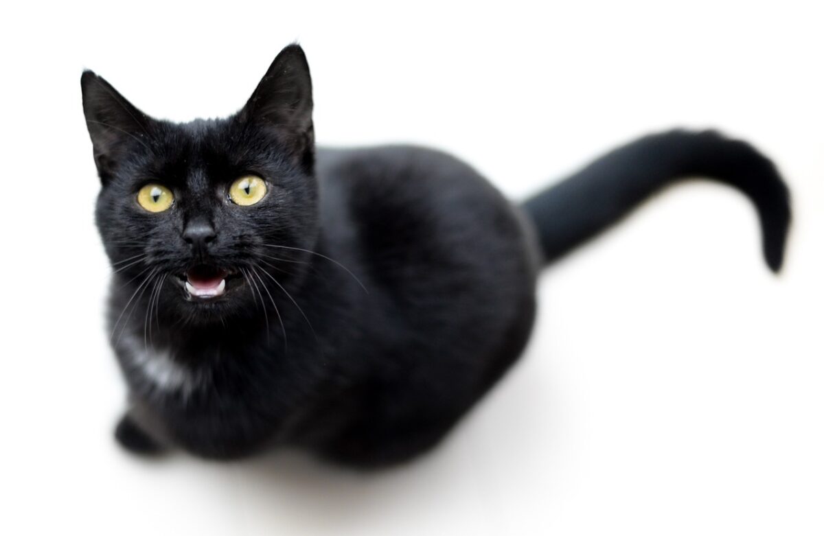 7 Arti Mimpi Melihat Kucing, Berhubungan Dengan Keberuntungan dan Keraguan