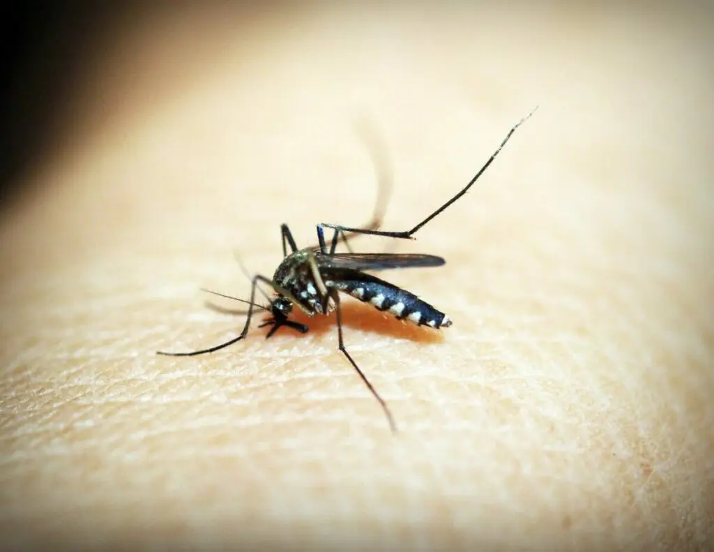 Mengenal Wolbachia, Inovasi Teknologi Pembasmi DBD Karya Bill Gates
