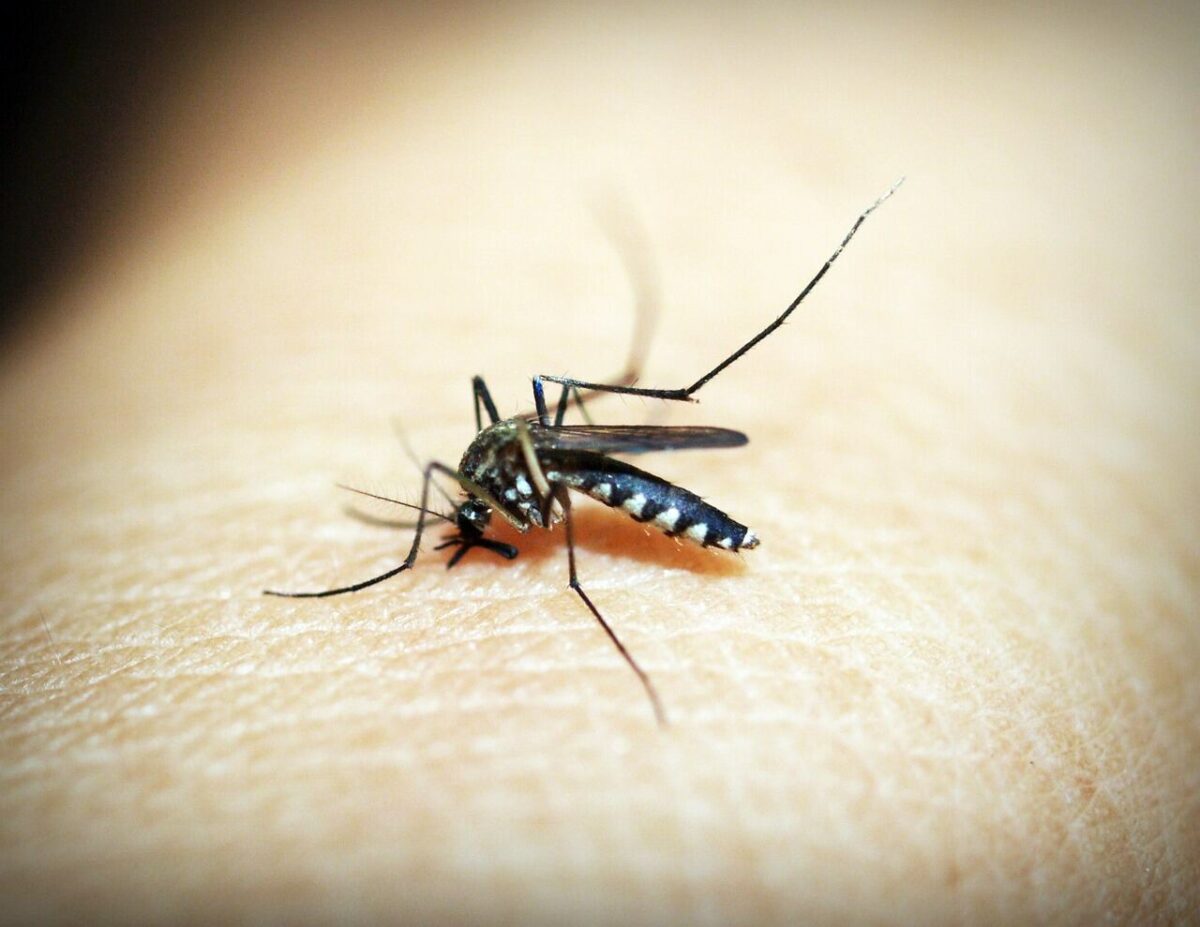 Mengenal Wolbachia, Inovasi Teknologi Pembasmi DBD Karya Bill Gates